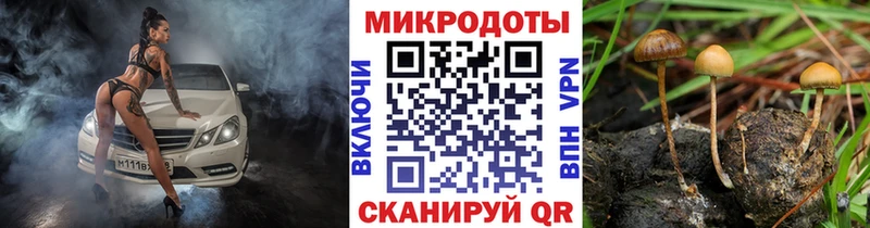 мега как зайти  Кашин  Псилоцибиновые грибы Psilocybe 